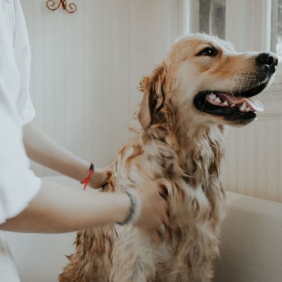 It was revealed that most dog owners bathe or shower their dogs at home once a month