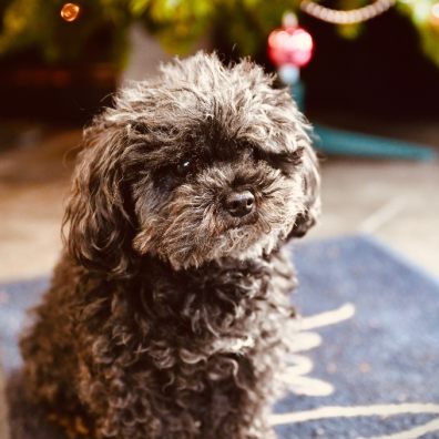 Christmas can be a stressful time for our pets