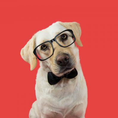 Dog wearing glasses