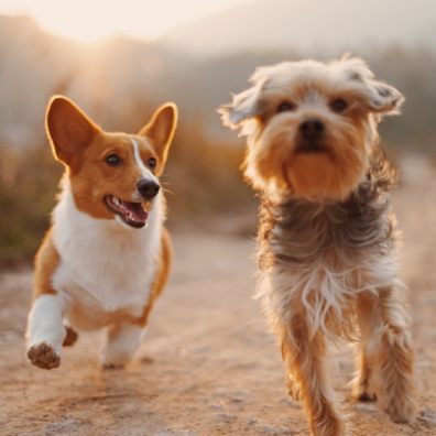 The reactions dogs have to allergens can differ slightly from those experienced in humans