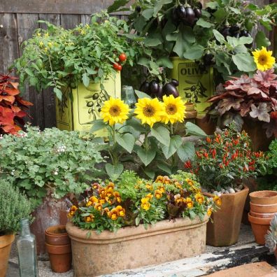 Flowers and veg in pots