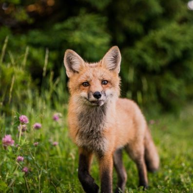 Fox in the countryside