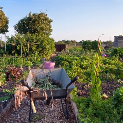 Fruit and veg allotment