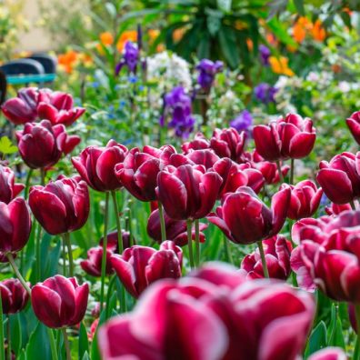 Garden flowers blooming