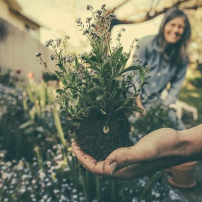 Winter gardening is becoming more popular