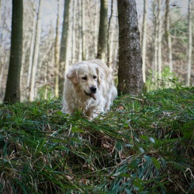 Beware of dangers to your pets in Autumn