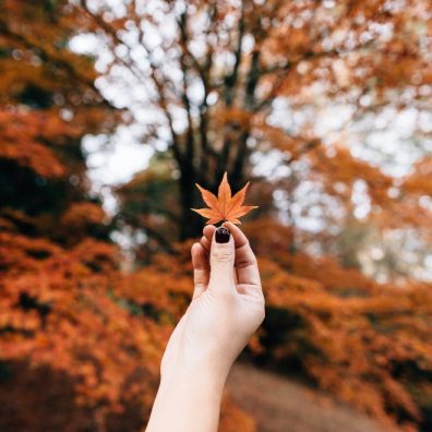 Looking after your garden in Autumn