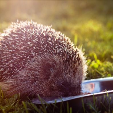 Hedgehogs were recently listed as ‘vulnerable to extinction’ 