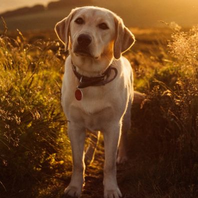 Cuddling our dogs help reduce stress