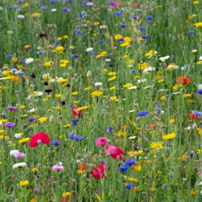 Hay fever sufferers should consider what medication they have taken before getting behind the wheel