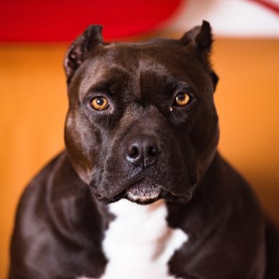 The UK’s most Googled legal question is whether pitbulls are illegal