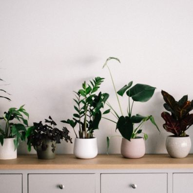 Research by NASA has found that indoor plants can remove 87% of air toxins in just 24 hours