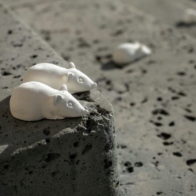 A picture showing pot mice on concrete steps