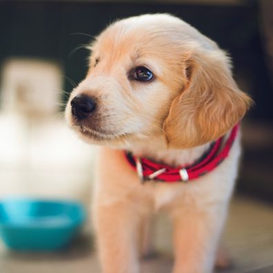 Study by RVC into puppy buying experiences