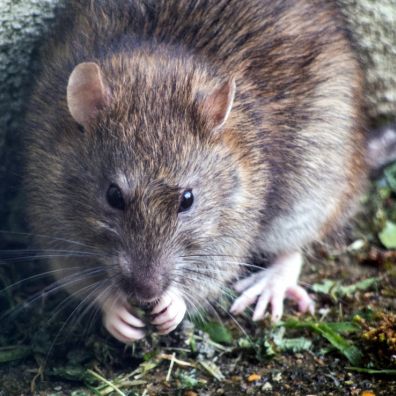 Rats have enjoyed a bumper year breeding like crazy during lockdown