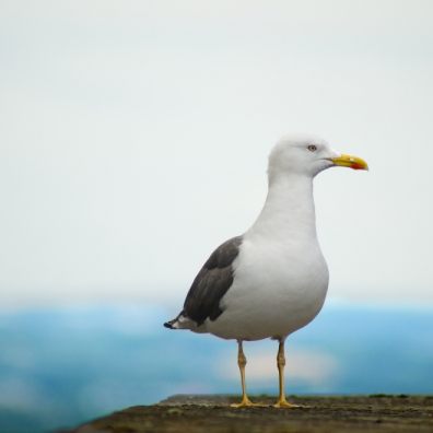 Refuse collectors across the UK are reporting being dive-bombed by starving gulls