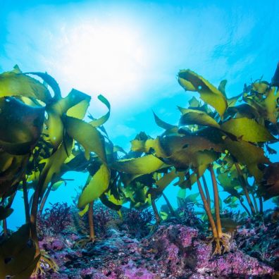 Seaweed underwater