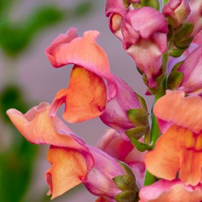 Snapdragons 