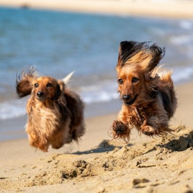 Dog- friendly beaches in the UK revealed after analysing Google ratings and reviews for 151 beaches 