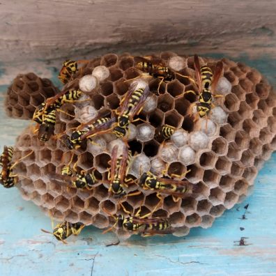 A wasps nest being built 
