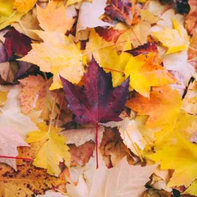 here are many ways you can put your leaves to good use both in and outside of your home