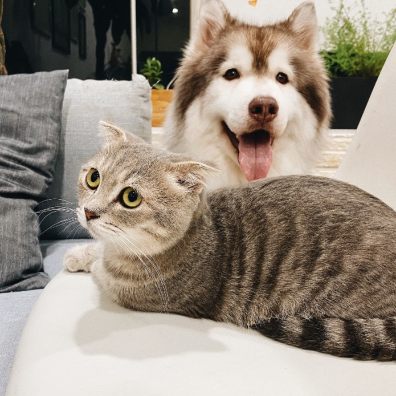 dog and cat on sofa