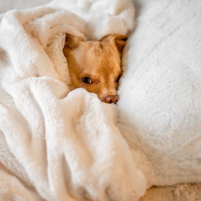 Almost half of UK dog owners go to sleep at night with their dog in the bed