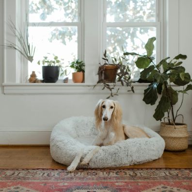 Dog owners are being advised on how to pick the best bedding