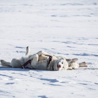 How to keep your dog safe and warm during the cold snap