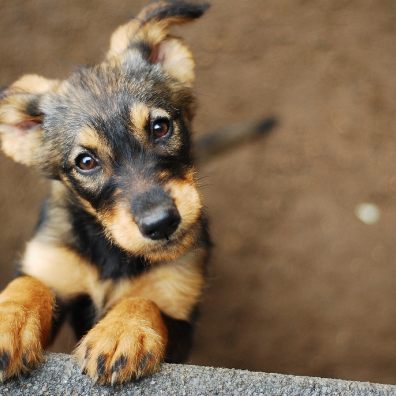Dog's heart rates go up when they hear certain words