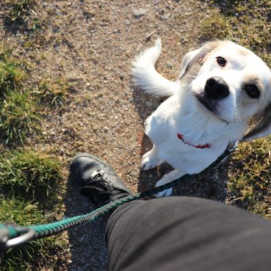 Pet owners are being warned to avoid common poisonous plants