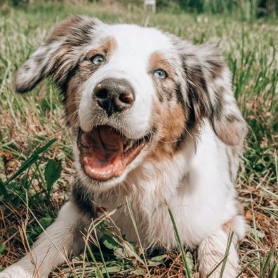 Hay fever sufferers are being warned their dogs could be bringing pollen into the home