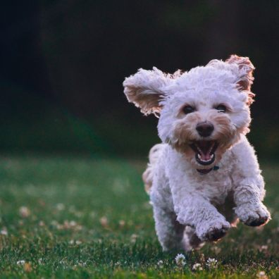 November is Adopt a Senior Pet Month