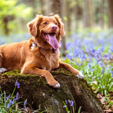 A rubbish collection company says that dog poo litter is up 200%