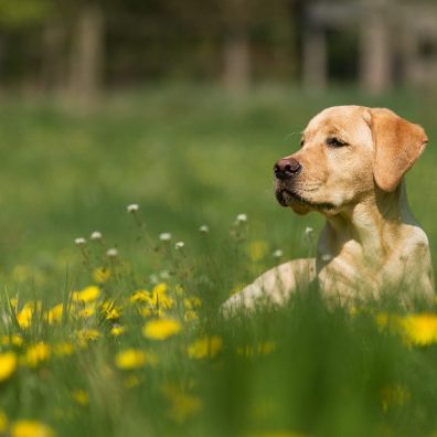 nine helpful ways to help protect pets from the dangers of an enclosed outdoor space