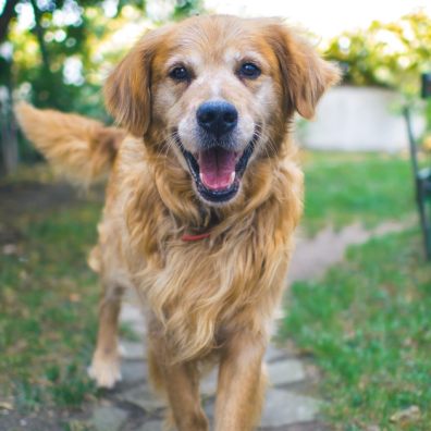 Failing to correctly collar your dog could result in severe consequences