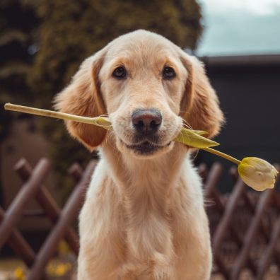 dog owners proudly admit that their dog is their best friend