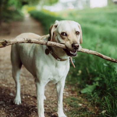 Top dog-friendly botanic gardens