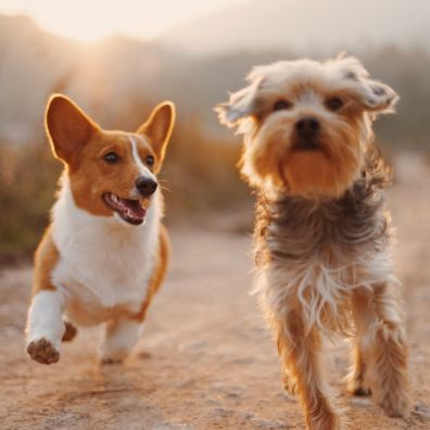 22% of dogs being rehomed due to less opportunity to work from home this year