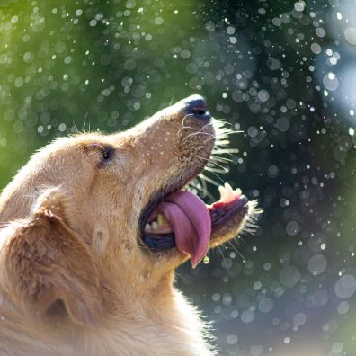 A dog being showered with water in the heat
