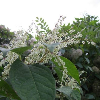 Japanese knotweed