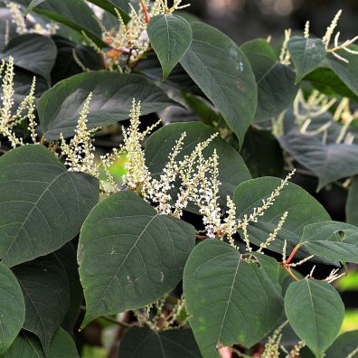 knotweed