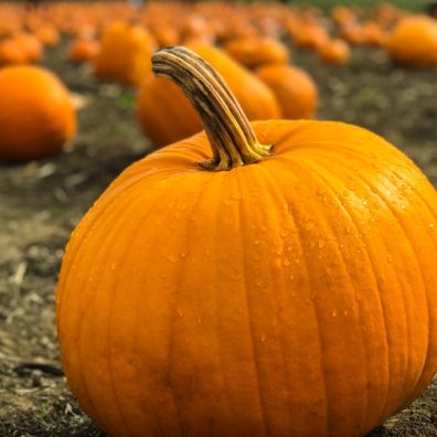 Approximately 15.8 million pumpkins go to waste after being carved and are often discarded.