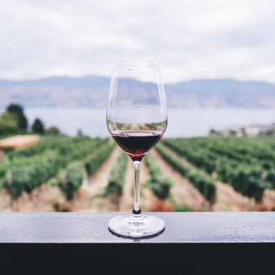 Glass of red wine with view of vineyard