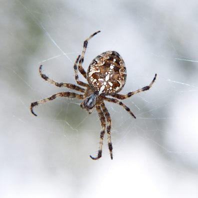 Spiders have an aversion to the taste of chalk.