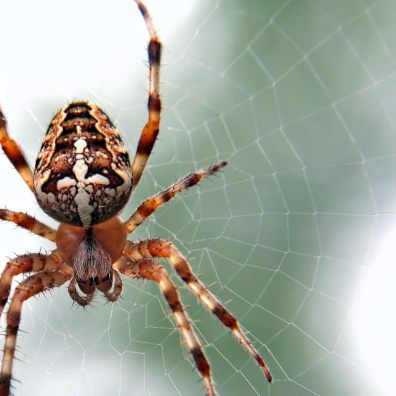 During the autumn months, spiders are searching for places to keep warm and sheltered