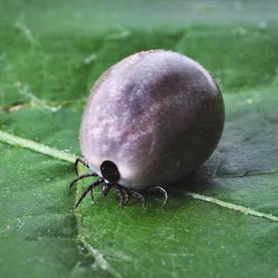 Ticks are carriers of a range of diseases, the most prominent of which is Lyme Disease