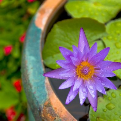 water flower feature for garden