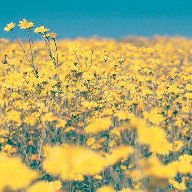 The UK is suffering a biodiversity crisis, as we have lost 97% of our wildflower meadows