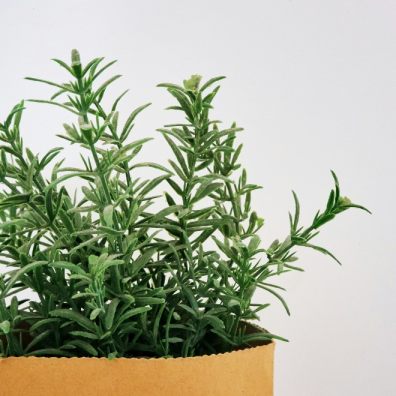 A pot containing Rosemary